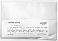 Calycina herbarum image